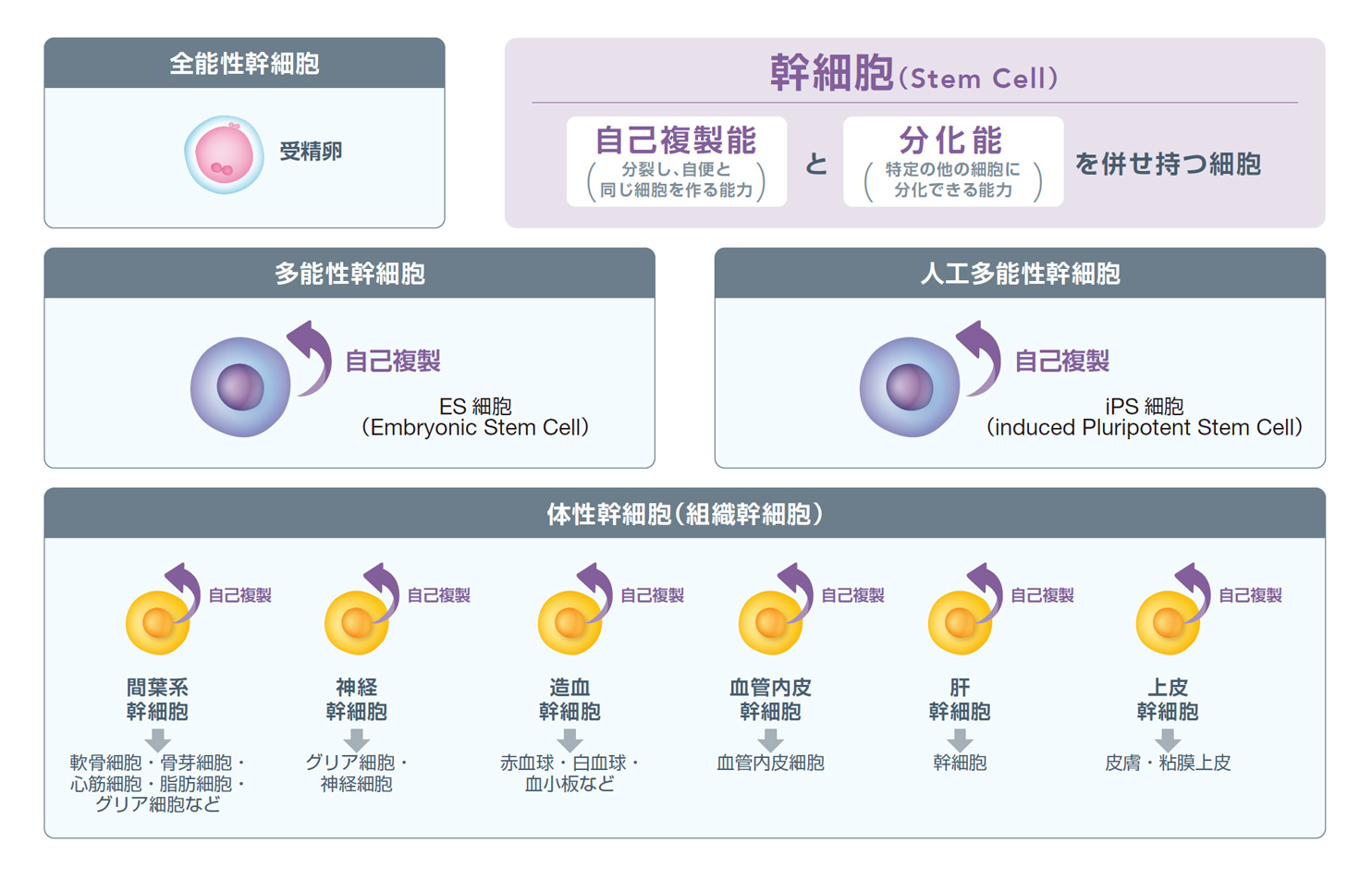 図1．幹細胞の種類